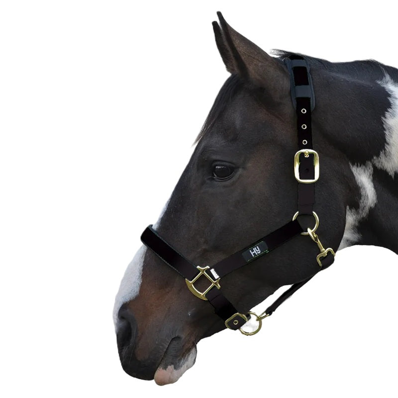 Hy Equestrian Deluxe Padded Headcollar