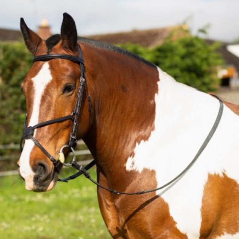 Gallop Grackle Bridle