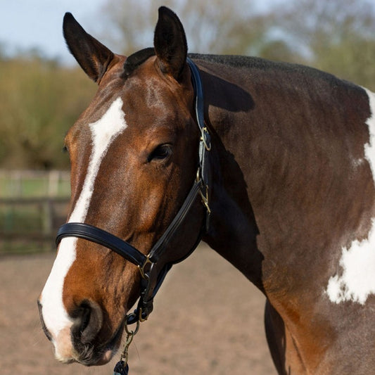 Gallop Leather Headcollar